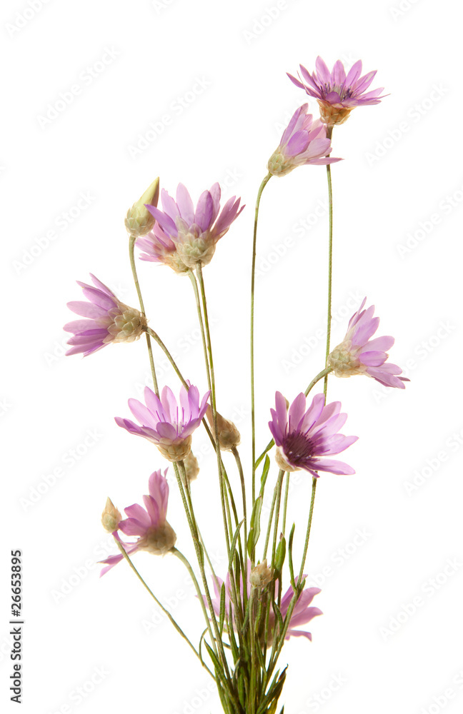 Wildflowers isolated on white background. Immortelle