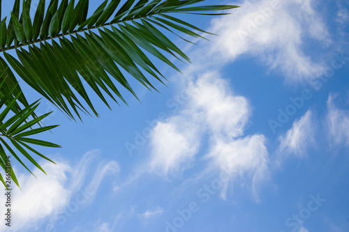 palm brunch  on blue sky © Antonel