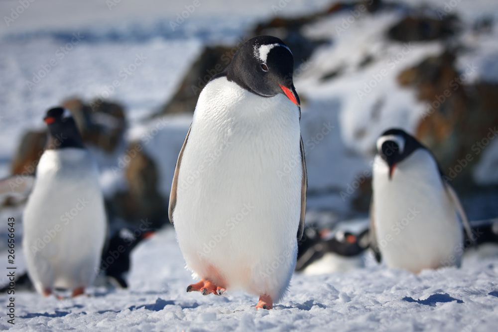 Obraz premium Three penguins