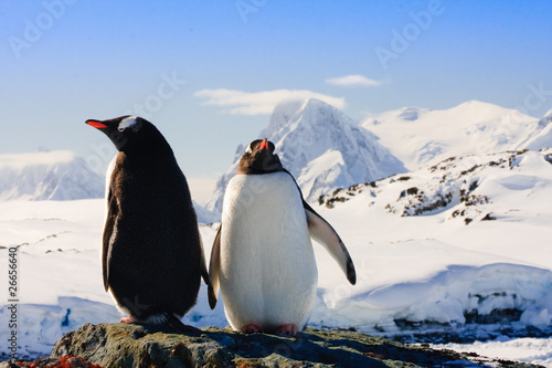 Two penguins © Goinyk