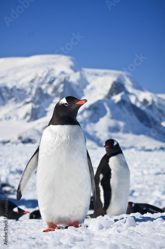 Two penguins