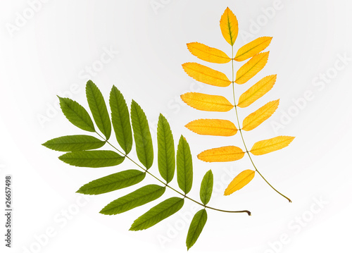 Photography Green and yellow leaves of rowan tree isolated on white