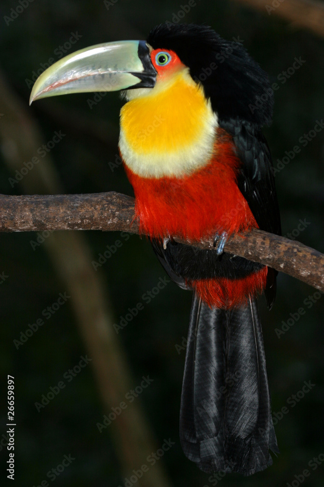 Channel billed toucan