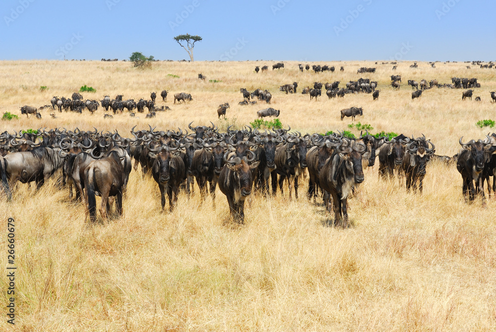 Naklejka premium Afrykański krajobraz z antylop gnu