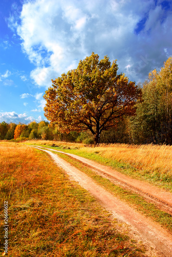 Road through autumn wood