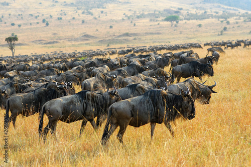 Fototapeta Naklejka Na Ścianę i Meble -  Great migration of antelopes wildebeest, Kenya