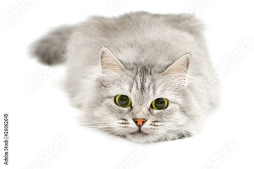 Fototapeta Naklejka Na Ścianę i Meble -  Cute cat before jump