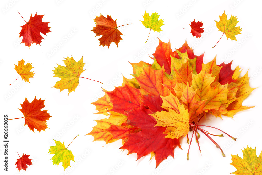 white background with autumn leaves white background with autumn leaves
