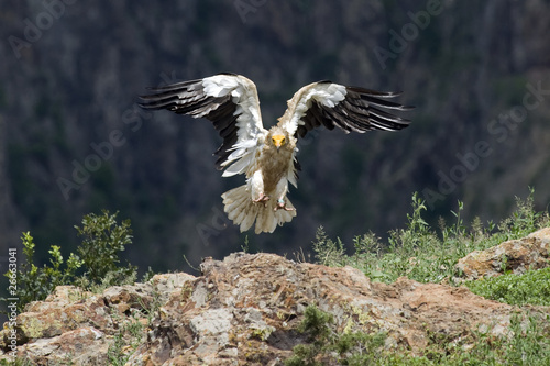 Obraz na plátně Egyptian vulture in flight