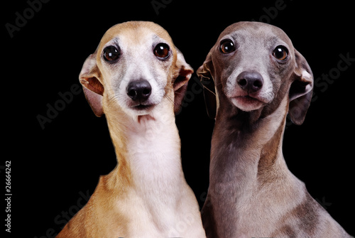 two funny little dogs