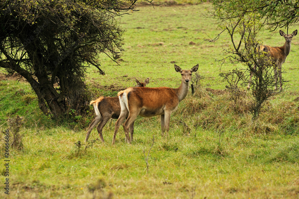 Fototapeta premium hind with young