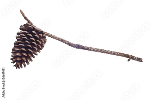Pine Cone and Branch