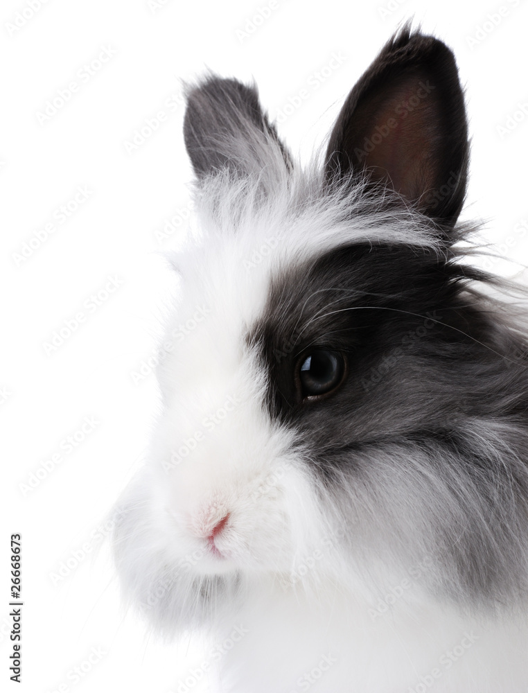 Rabbit portrait Rabbit portrait