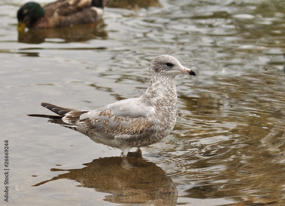 Fototapeta premium seagull