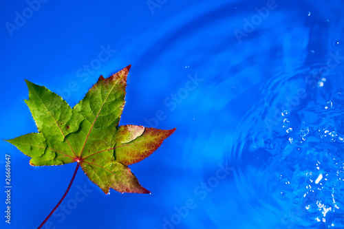 fall leaf on the rain in a puddle, shallow dof