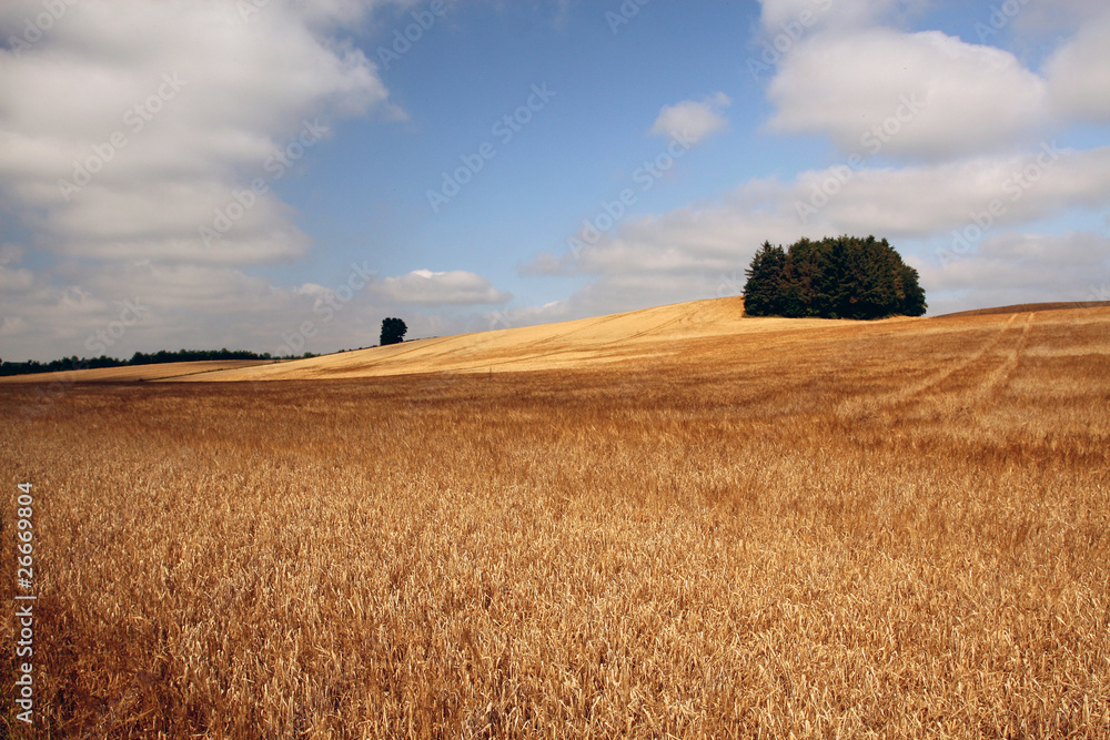 Wheat field Denmark