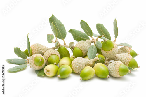 oak acorns