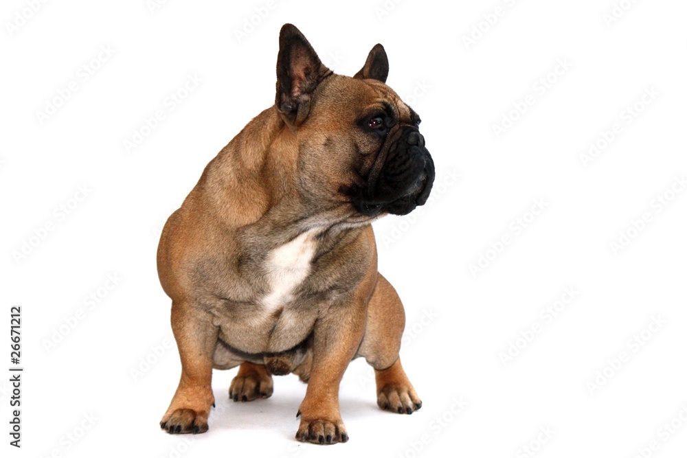 Französische Bulldogge Rüde sitzend