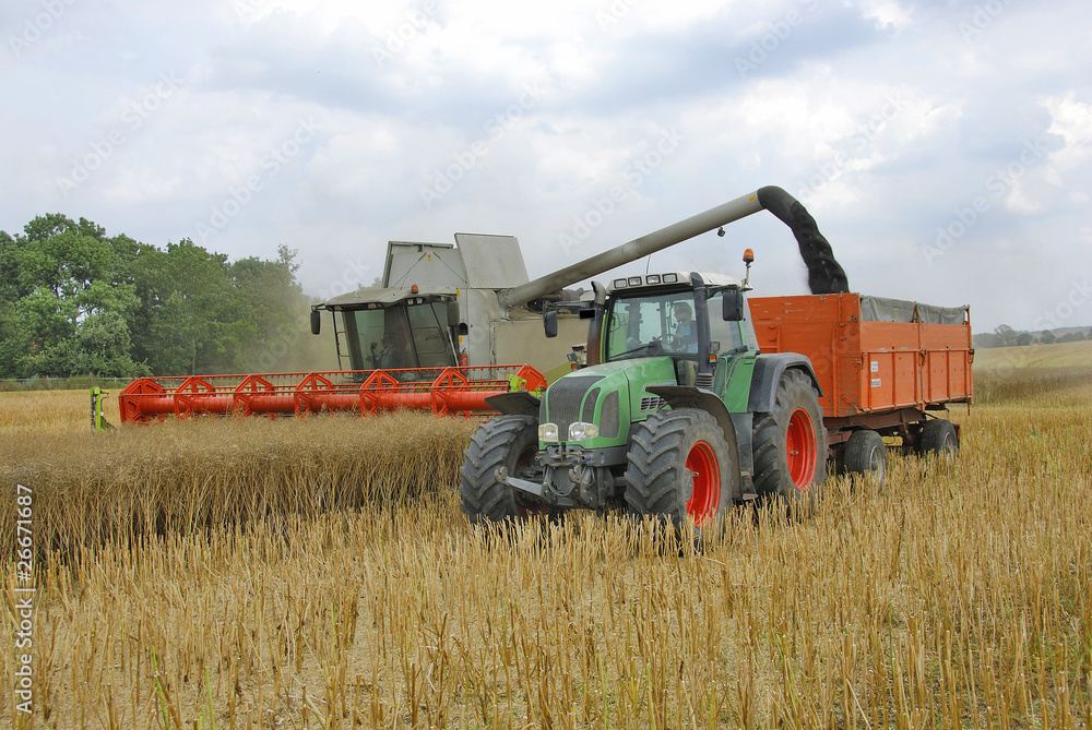 Fototapeta premium Mähdrescher und Traktor bei der Rapsernte 130