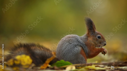 Squirrel in autumn forest