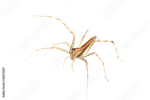 animal spider macro shot, isolated on white. © defun