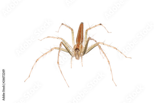 animal spider macro shot, isolated on white. © defun