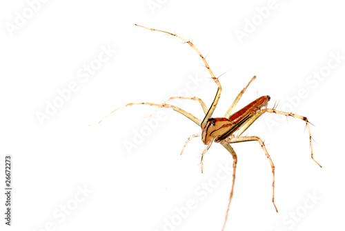 animal spider macro shot, isolated on white.