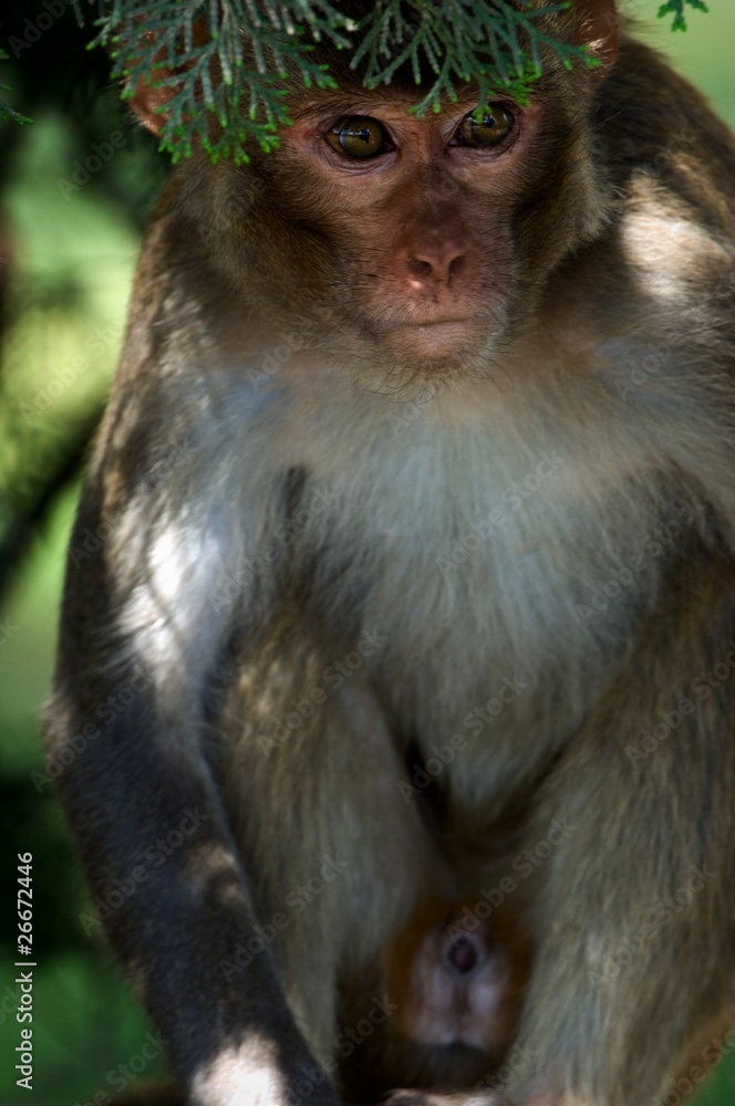 Rhesus macaques.