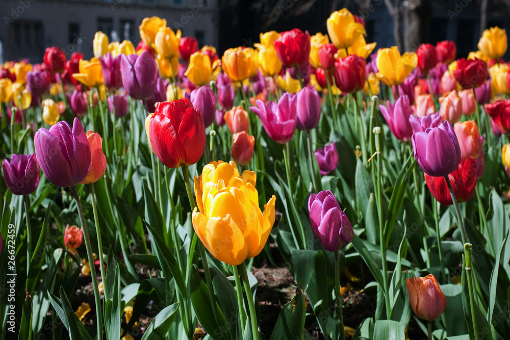 Obraz premium Tulips