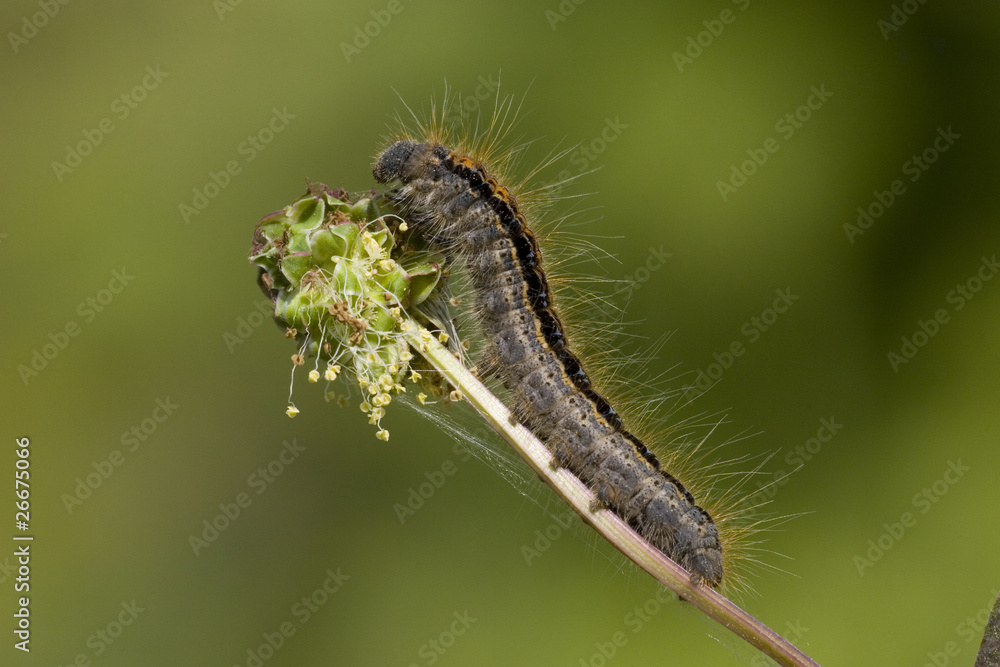 Wolfsmilch-Ringelspinner,Malacosoma castrensis, Wolfsmilch-Ringelspinner,Malacosoma castrensis,