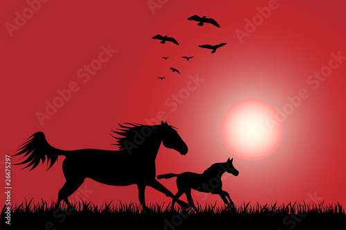 Horses