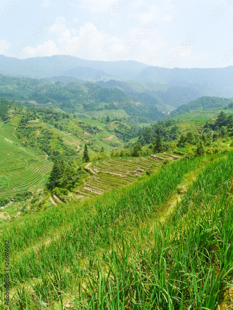 Fototapeta premium Rizières en terrasses du Guangxi