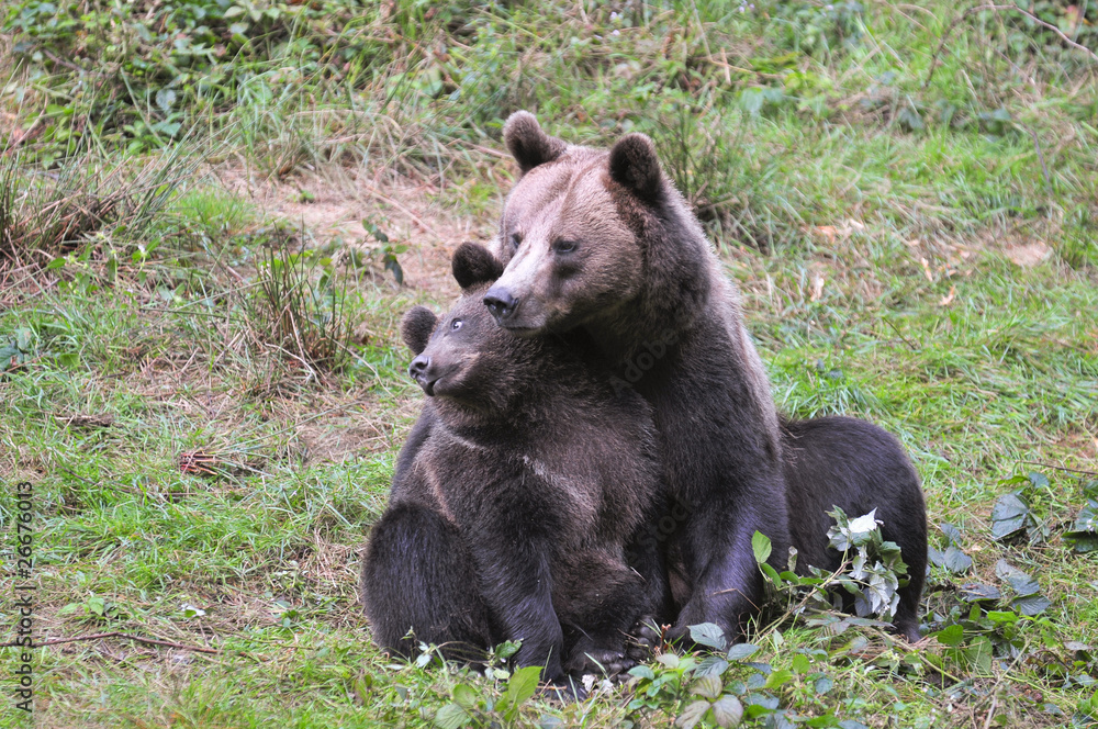 Obraz premium Bärenfamilie