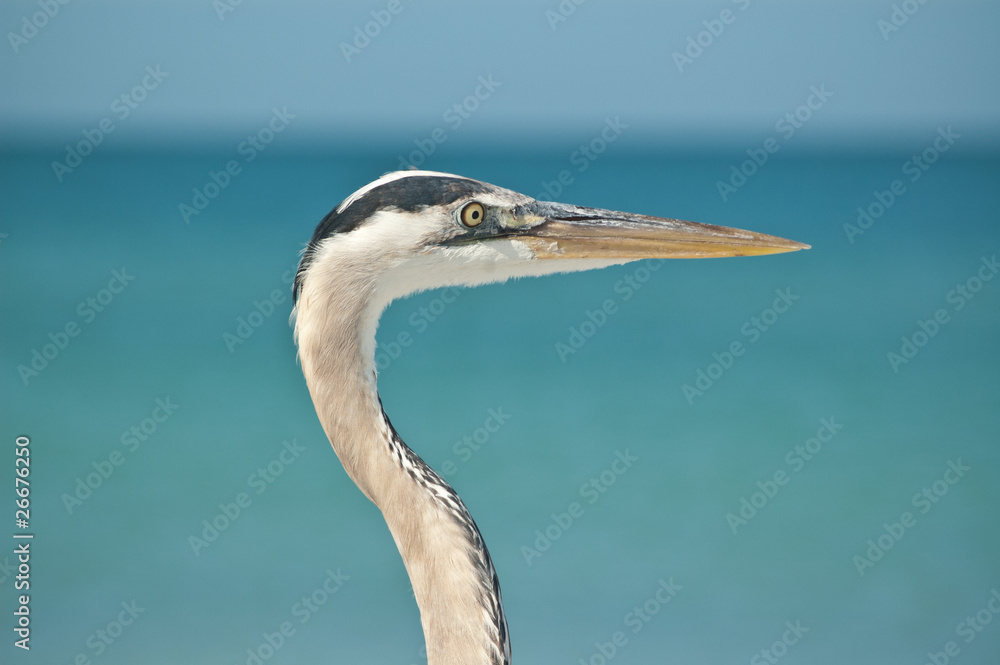 Close-up Profile of a Great Blue Heron at the Ocean Close-up Profile of a Great Blue Heron at the Ocean