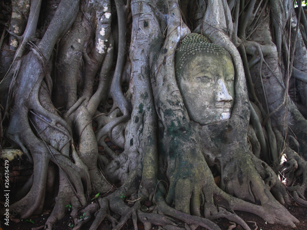 remains of stone budda head in the tree roots remains of stone budda head in the tree roots