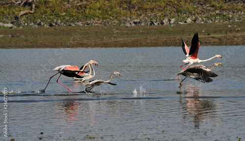 flamingo in flight