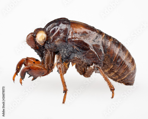 Cicada © Steve Lovegrove