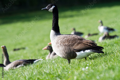Look out Canadian Goose