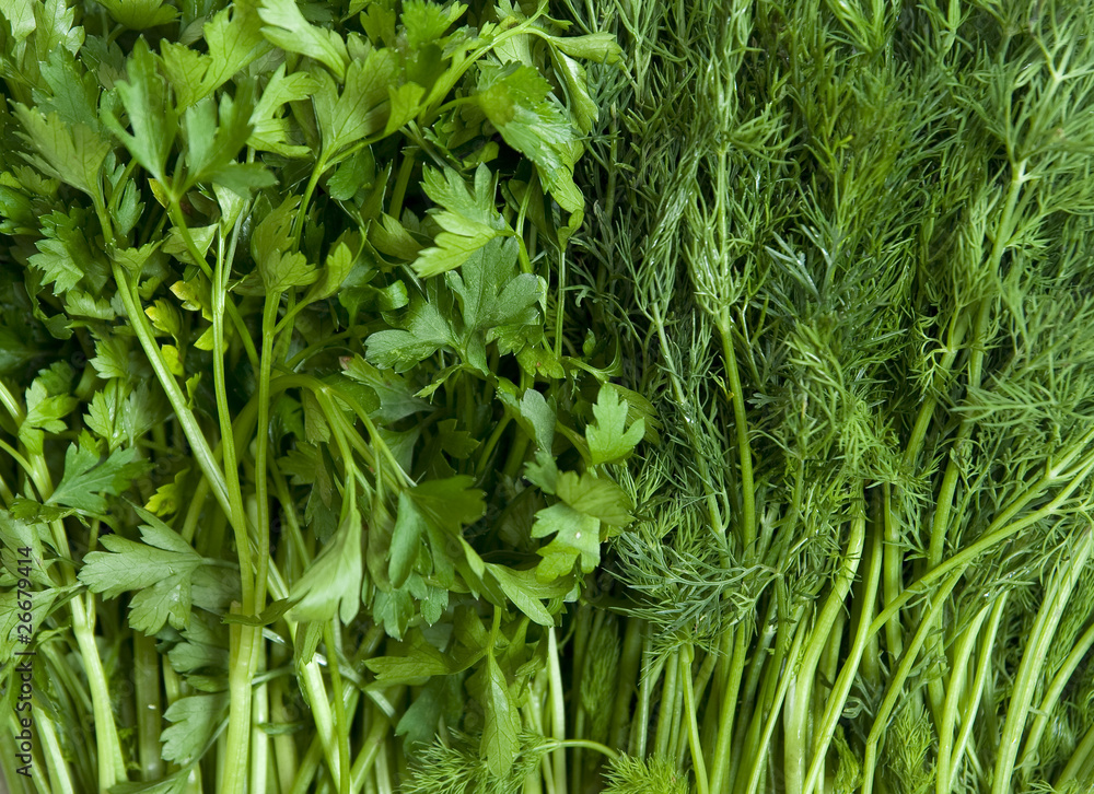 Obraz premium Dill and parsley.