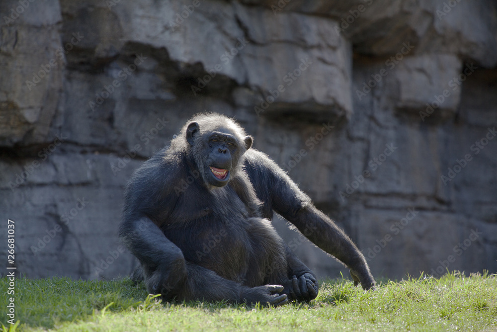 chimpancé III