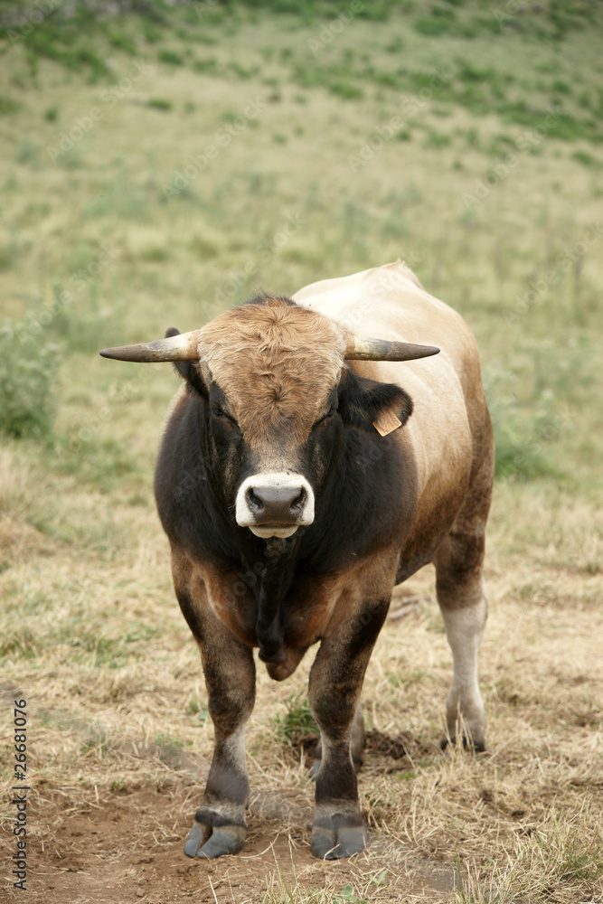 Animal ferme vache 76