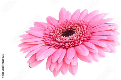 Fototapeta Naklejka Na Ścianę i Meble -  Perfect Pink Gerbera