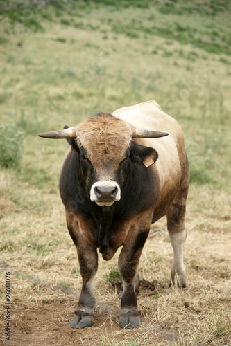 Animal ferme vache 76 © Nicolas Dieppedalle
