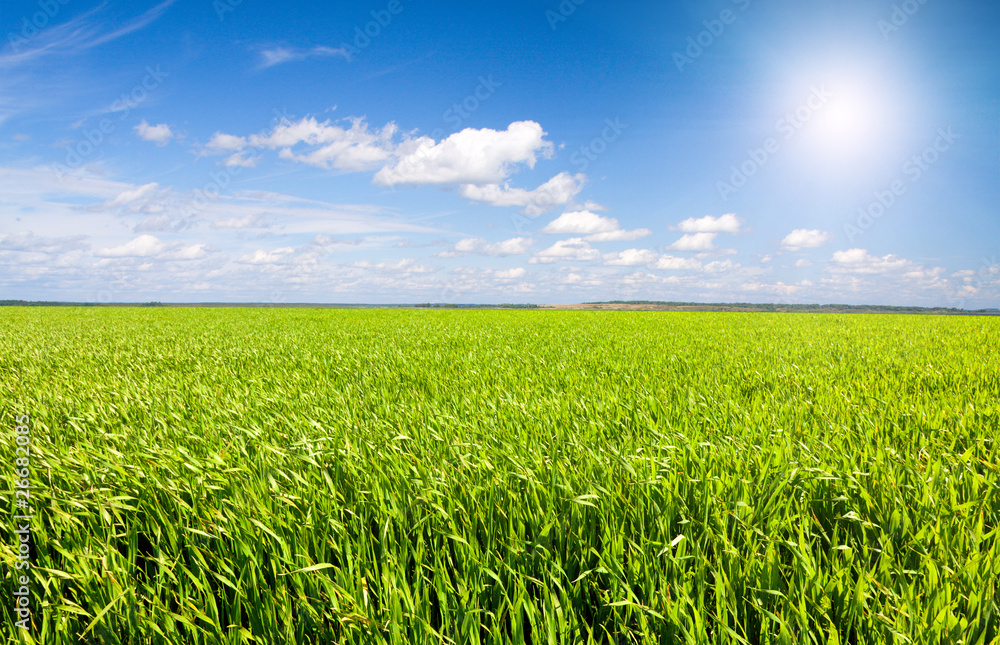 green field and cloudy sky green field and cloudy sky