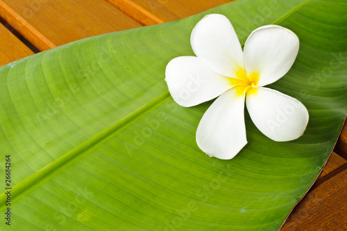 A white plumeria on green leaf