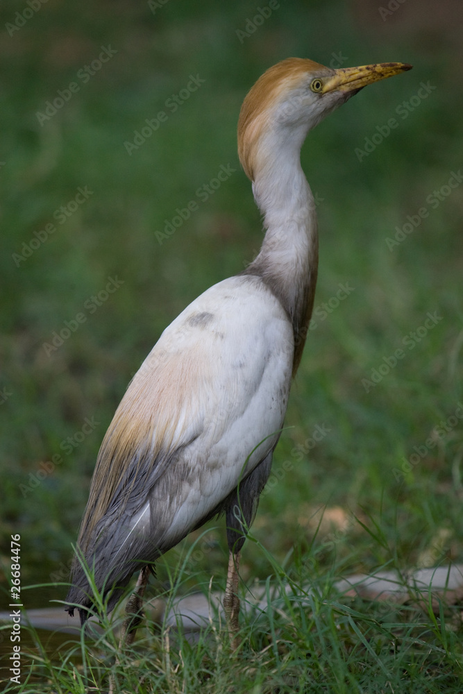 Cattle Egret