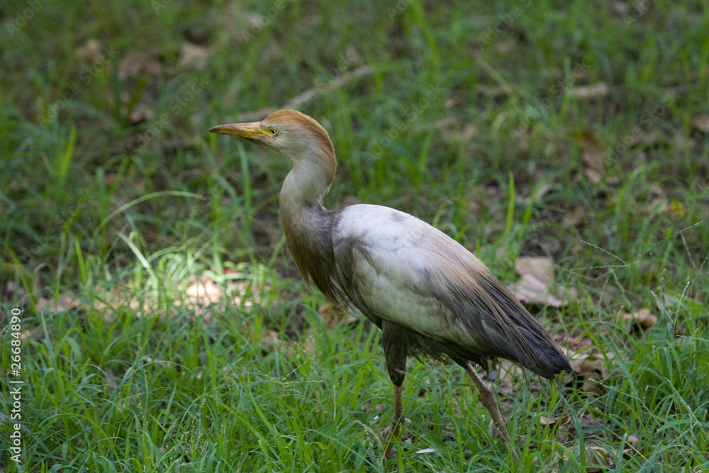 Cattle Egret