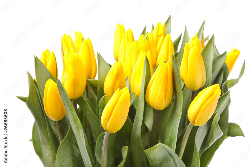 beautiful yellow tulips