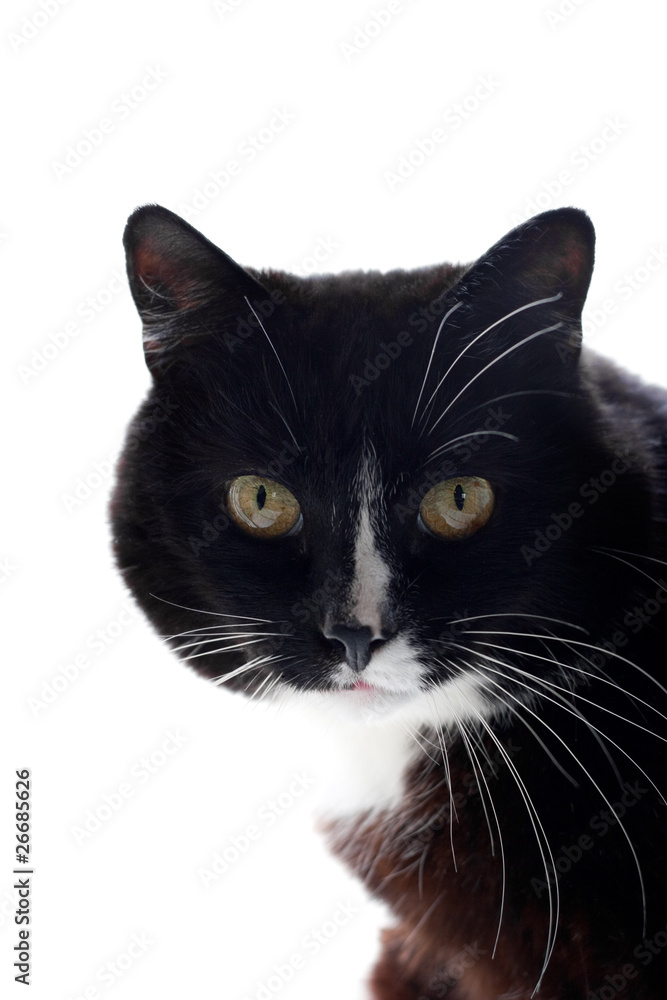 cute cat portrait cute cat portrait