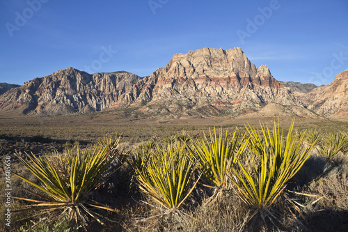 Nevada Sandstone and Yuccas
